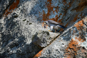 岩場の勇敢なハンター、高速で飛んで狩りを行う猛禽類、ハヤブサ