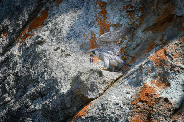 岩場の勇敢なハンター、高速で飛んで狩りを行う猛禽類、ハヤブサ