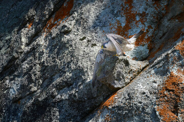 Obraz premium 岩場の勇敢なハンター、高速で飛んで狩りを行う猛禽類、ハヤブサ