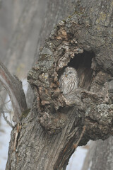 釧路湿原等で冬に出会えるふわふわの羽が美しい、人気のある鳥エゾフクロウ