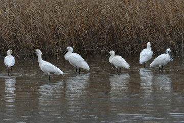冬に九州でよく見られる渡り鳥で、絶滅危惧種の珍しい鳥クロツラヘラサギ