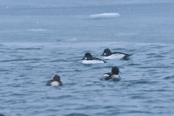 真冬に北海道の海辺や湖で見られる白黒のおしゃれな装いの渡り鳥、ホオジロガモ