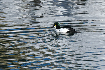 真冬に北海道の海辺や湖で見られる白黒のおしゃれな装いの渡り鳥、ホオジロガモ