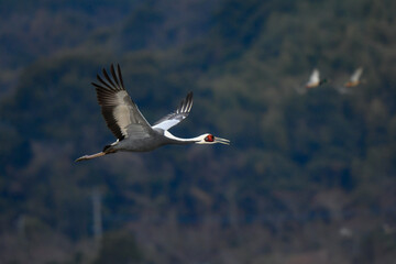 冬に九州鹿児島に群れで訪れる、天然記念物の美しい日本の野鳥マナヅル