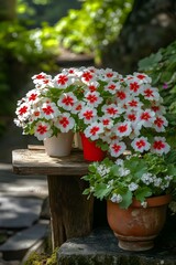 Vibrant Red White Flowers in Pots Garden Scene