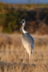 冬に九州鹿児島に群れで訪れる、天然記念物の美しい日本の野鳥マナヅル