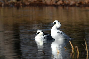 冬に公園の池や湖で出会える白と黒のコントラストが美しい身近な美しい野鳥、カモの仲間のミコアイサ