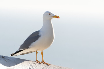 young seagull perches on a cliffside rock, overlooking a coastal city and beach below. Its speckled feathers and focused gaze contrast with the expansive sea and landscape in the background.