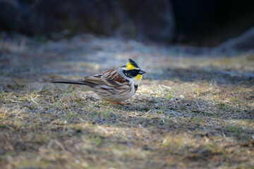 公園や雑木林で冬から春に出会える、鮮やかな黄色と黒が美しい身近な野鳥ミヤマホオジロ
