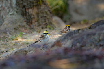 公園や雑木林で冬から春に出会える、鮮やかな黄色と黒が美しい身近な野鳥ミヤマホオジロ