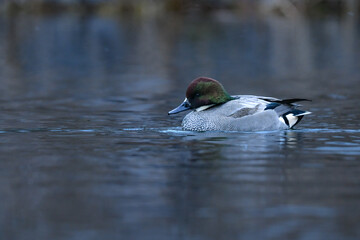 公園の湖や池で冬に見られる緑色とワインレッドの頭が美しい野鳥、ヨシガモ