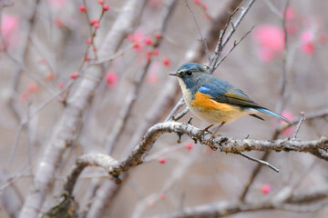 冬に公園や庭で見られる青く美しい小鳥、身近な人気のある野鳥ルリビタキ