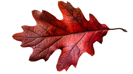 Red Oak Leaf Macro Detailed Fall Foliage, Rustic Seasonal Texture.