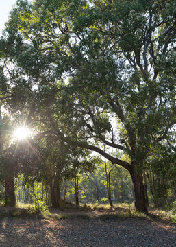 Bush scene with gum trees