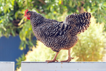 A hen stands on a pillar of wooden fence