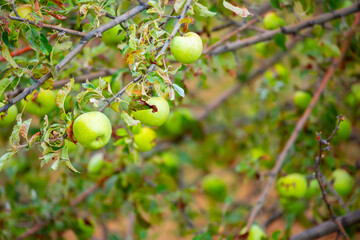 Harvest of apples on a plantation in the garden. Fruit trees with apples. Ripe fruits on the branches of a tree. Gardening in agriculture.