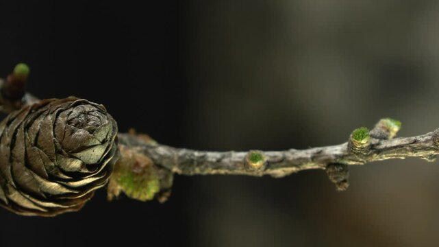 larice, Larch flowering of the 
