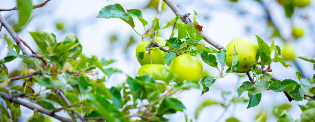 Harvest of apples on a plantation in the garden. Fruit trees with apples. Ripe fruits on the branches of a tree. Gardening in agriculture.