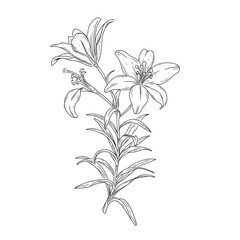 lily flower isolated on white