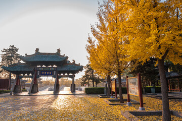 Autumnal Golden Ginkgo Trees at Ancient Gate