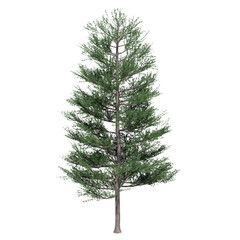 Norfolk pine trees. 3D illustration of an isolated pine tree. Cut out pine tree