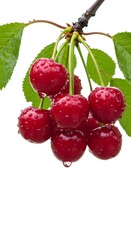 Fresh cherries with water droplets on the branch close up view