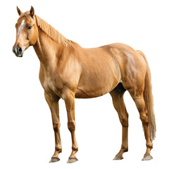 Fototapeta premium Horse Vectore Illustration Design