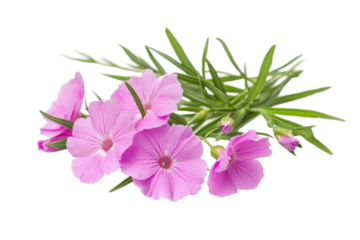 Dianthus Flowers isolated on a transparent background