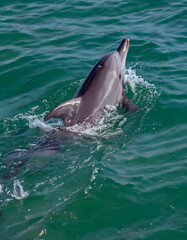 Obraz premium Marine Splash