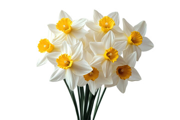 Daffodil Flowers  isolated on a transparent background