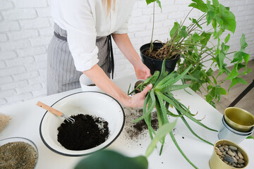 Home gardening, love of houseplants, woman caring about plants at home