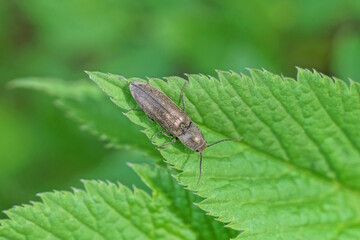 one small brown beetle sits on a green leaf of a wild plant in nature in a summer garden