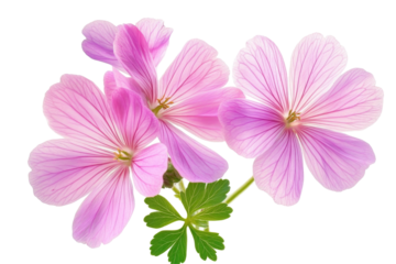 Geranium isolated on a transparent background
