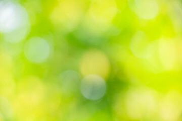Obraz premium Abstract green and yellow bokeh background with soft natural light. Ideal for spring themes, eco-friendly concepts, or backgrounds for design and presentations