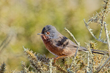 Dartford Warbler (Sylvia undata), male perched in the top of a gorse bush, Cornwall, UK.