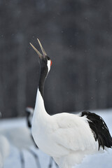 北海道で見られる日本を代表する美しい野鳥、冬の雪原の真白なタンチョウ