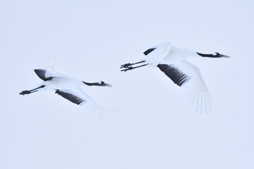 北海道で見られる日本を代表する美しい野鳥、冬の雪原の真白なタンチョウ