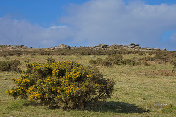 Moorland at Rosewall Hill, west Cornwall, part of the Penwith Moors SSSI Reserve, UK.