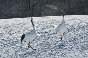 北海道で見られる日本を代表する美しい野鳥、冬の雪原の真白なタンチョウ