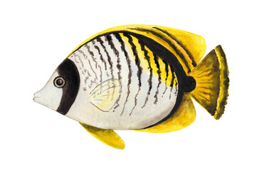 Watercolor tropical fish on a white background. Illustration of white-yellow-black butterflyfish for a marine theme design, stickers, logo