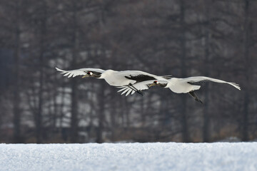 北海道で見られる日本を代表する美しい野鳥、冬の雪原の真白なタンチョウ