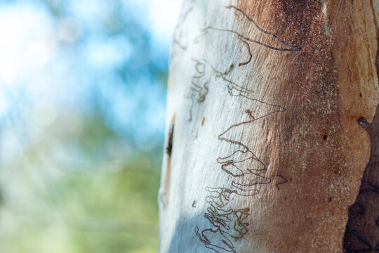 Various insect patterns on Eucalyptus scribbly gum tree