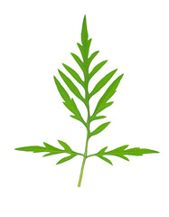 Fototapeta premium Ragweed leaf in allergy season isolated on white background