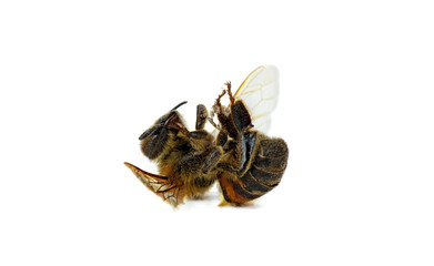 Dead bee isolated on a white background