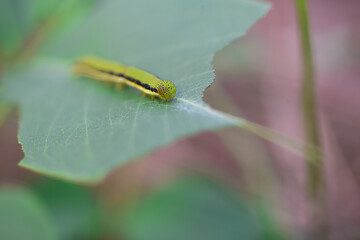caterpillar on a leaf