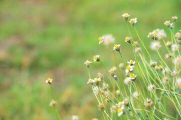 daisies in the meadow
