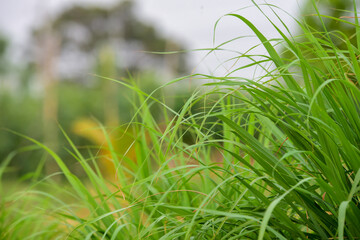 green grass in the morning