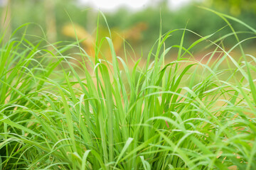 green grass background