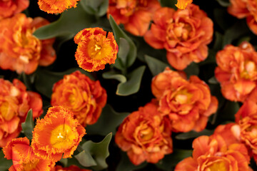 Bright orange tulips of unique cultivated varieties. Decorative flowers for landscape design, greenhouses, and gardening. Flower breeding, seasonal blooming, fertilizer and plant care visuals.