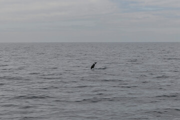 Wild Dolphin Leaping Out of the Ocean